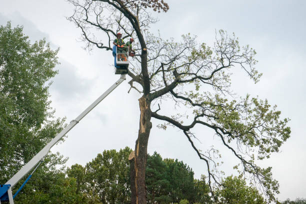 Professional Tree Services in Hastings, PA